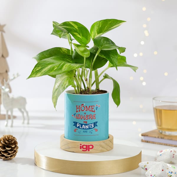 Christmas Money Plant Ceramic Planter Gift