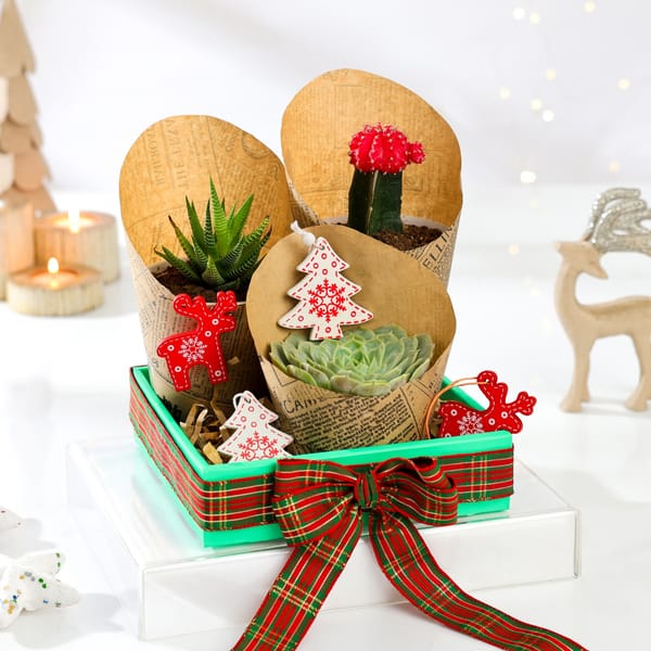Christmas Succulent Wonderland - Set Of 3