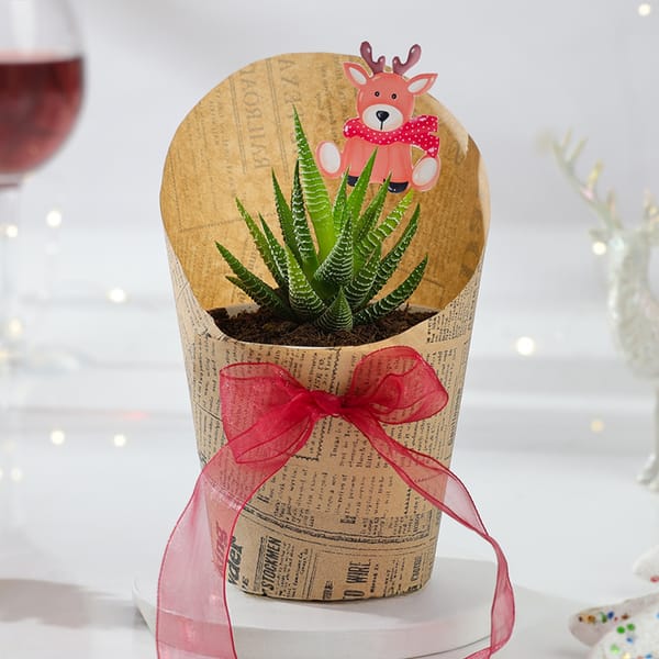 Christmas Zebra Succulent Gift Pot