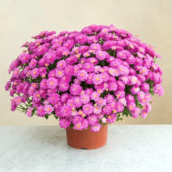 Chrysantheme rose