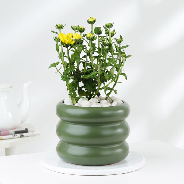 Chrysanthemum Plant With Ceramic Green Planter