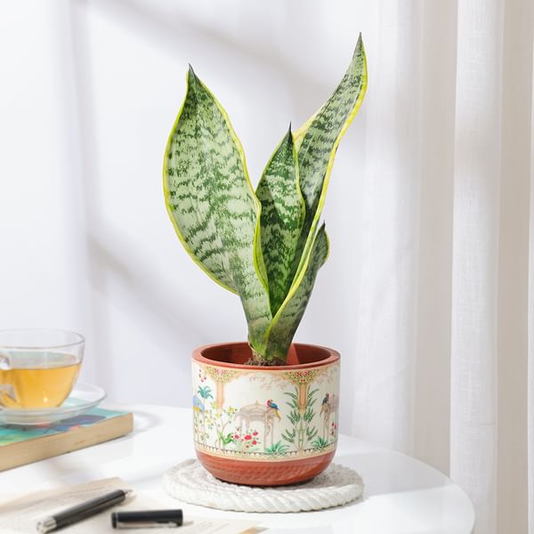 Classic Snake Plant In Traditional Terracotta Pot