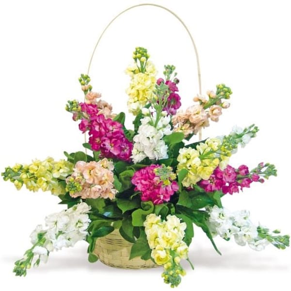 Composition with gillyflowers