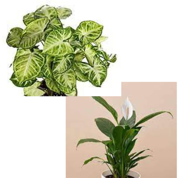 Consumer Link - Sample 1