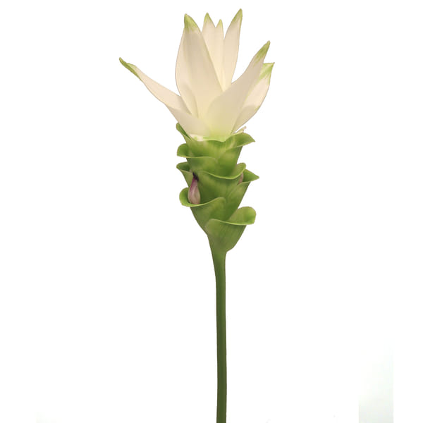 Curcuma Siam Shine (Bunch of 5)