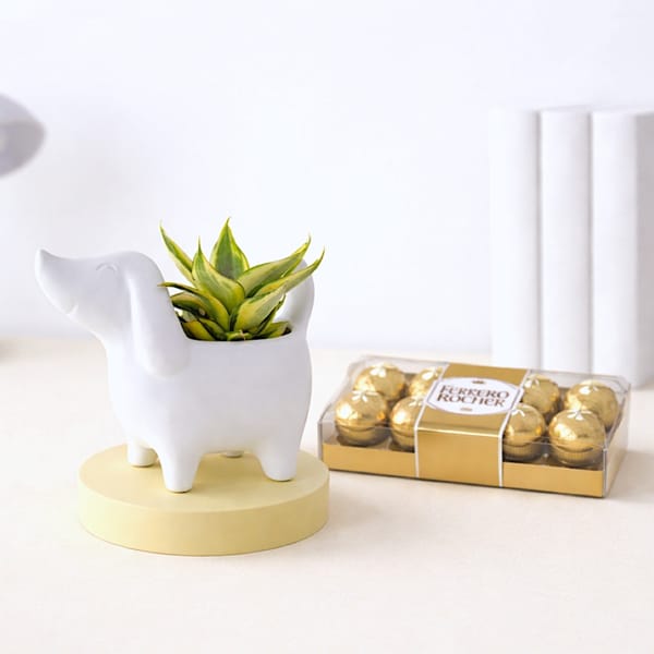 Cute Ceramic Dog Planter With Dwarf Snake Plant And Chocolates