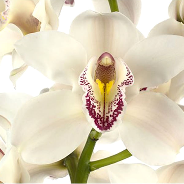 Cymbidiums Orchid Branch Cascade (per Stem)