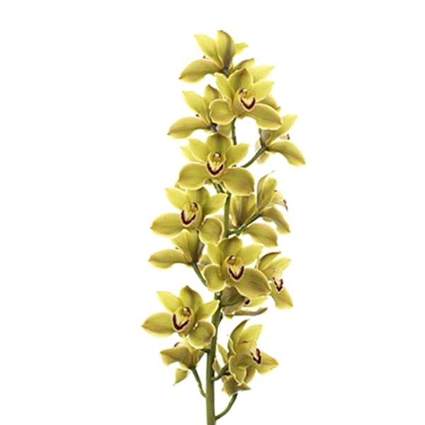 Cymbidiums Orchid Branch Jungle Trail (per Stem)