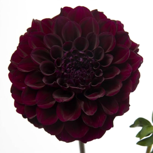 Dahlia Duke Duweno (Bunch of 10)