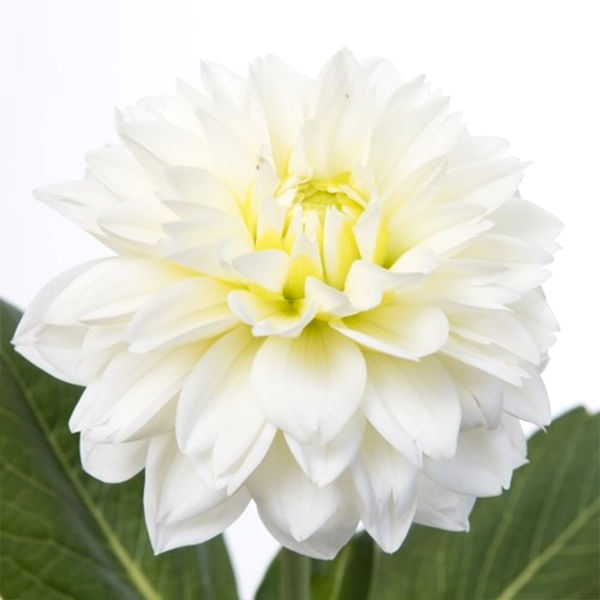 Dahlia Polar Ice (Bunch of 10)