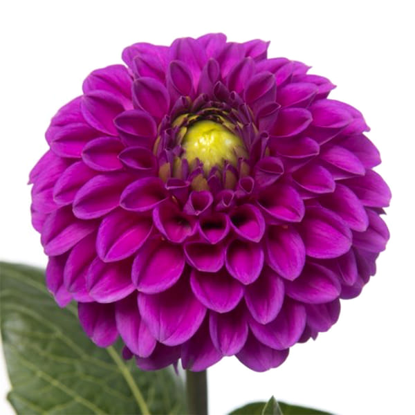 Dahlia Purple Fox (Bunch of 10)