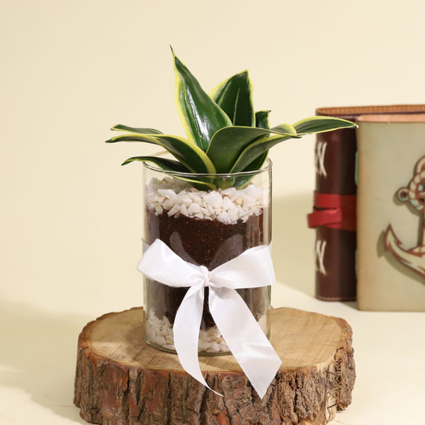 Decorative Sansevieria Snake Plant in a Glass Planter