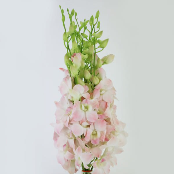 Dendrobium Cinta Sweet (Bunch of 20)