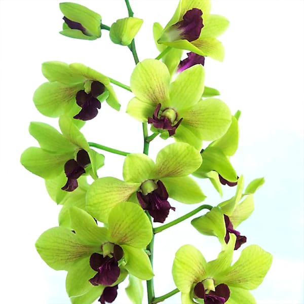 Dendrobium Green (Bunch of 20)