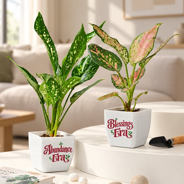 Diwali Blessings & Abundance Plant Gift - Set of 2