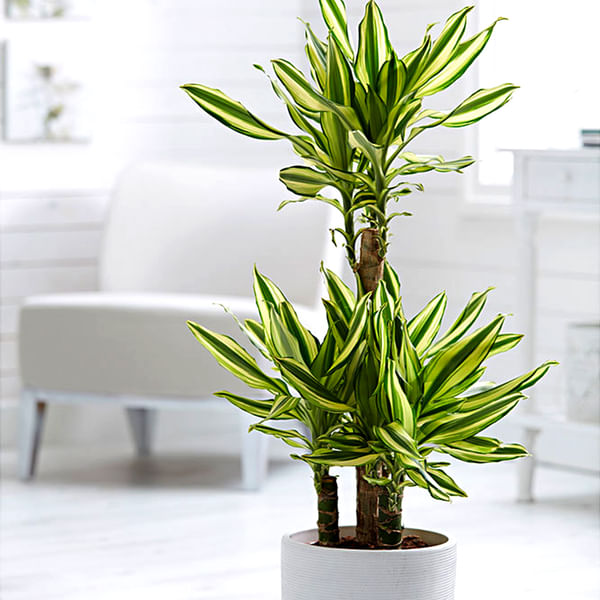 Dracaena Sanderiana White (Bunch of 20)