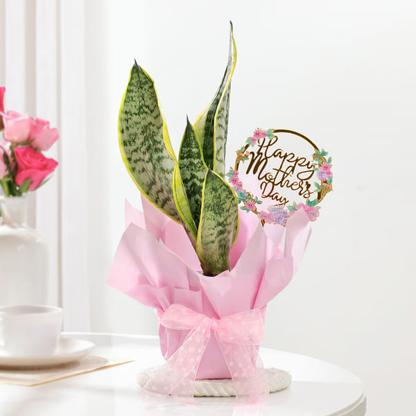 Elegant Mother's Day Snake Plant Gift
