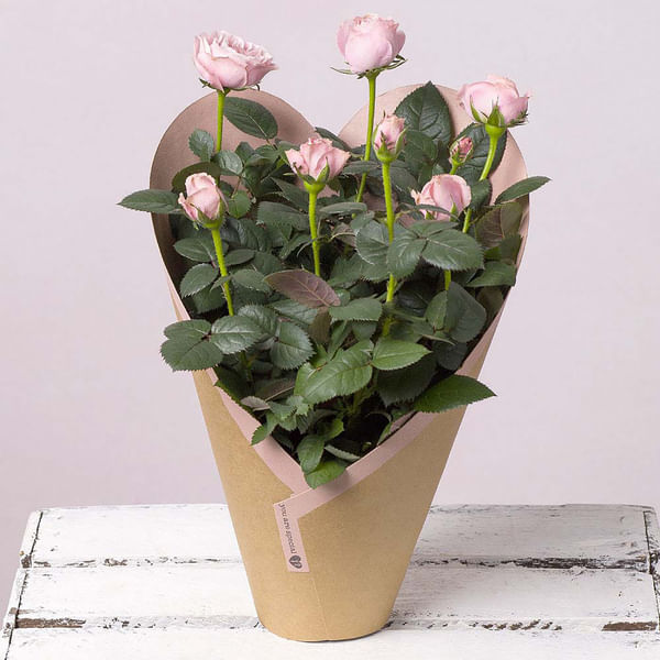 Elegant Valentine's Day White Rose Plant
