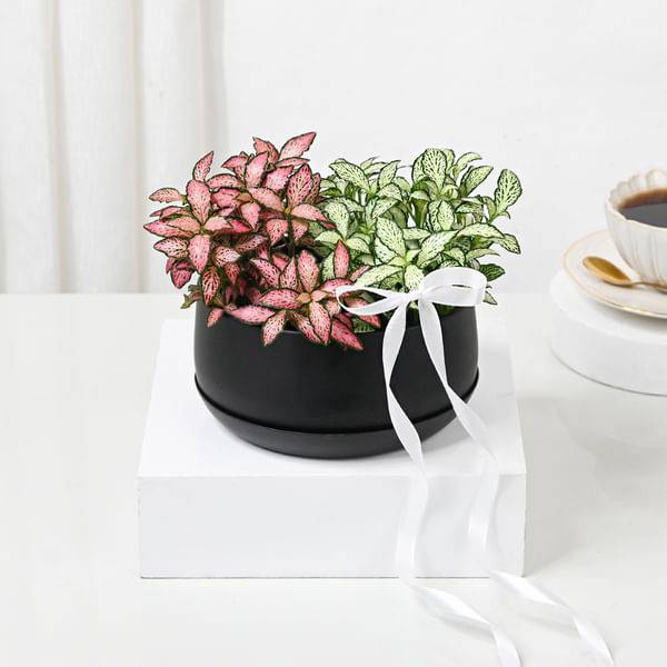 Elegant White And Pink Fittonia Duo Planter