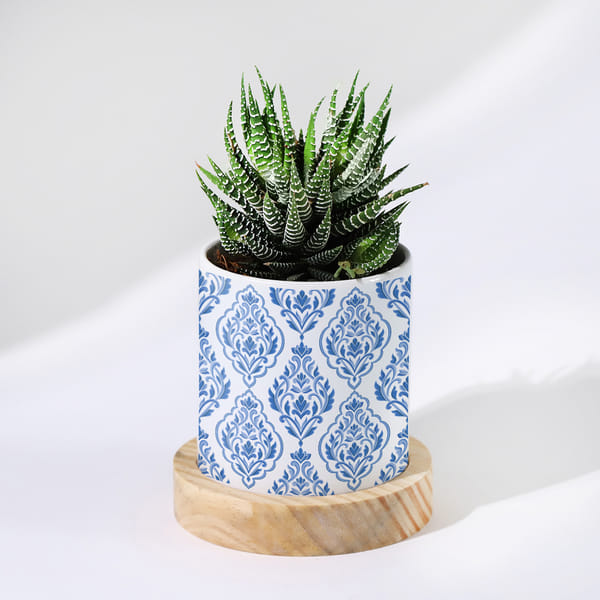 Enchanting Grace - Haworthia Succulent With Pot