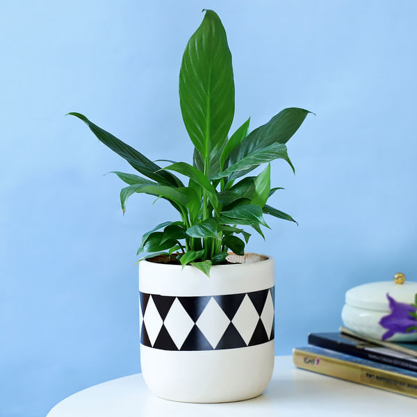 Evergreen Peace Lily Plant in a Classy Planter
