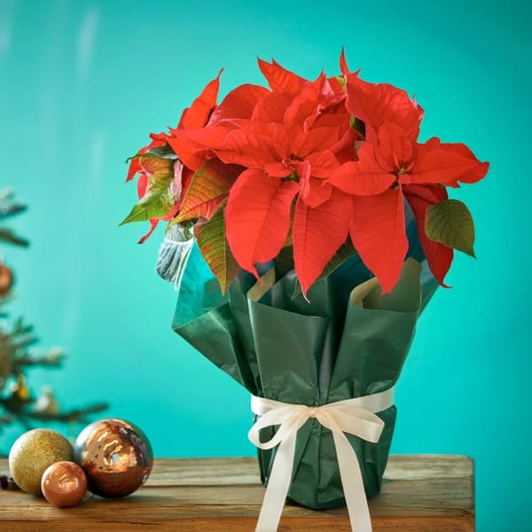 Evergreen Poinsettia Holiday Charm