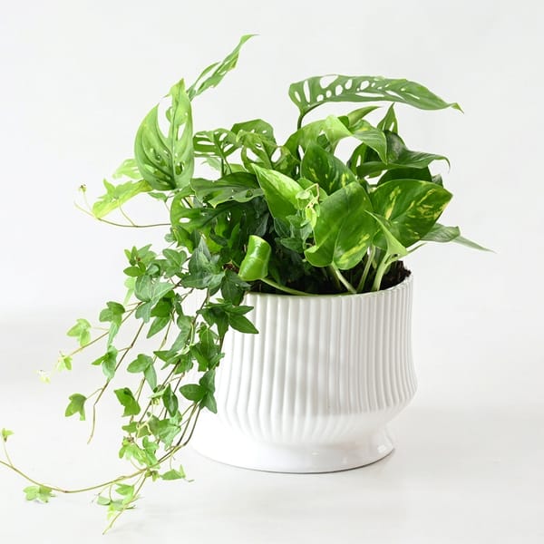 Evergreen Prosperity Plant