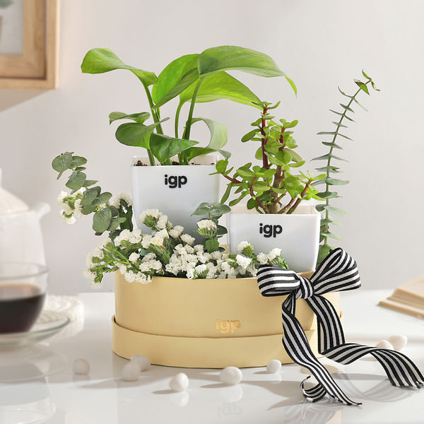 Everlasting Green Plant Combo