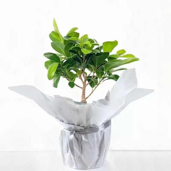 Everroot Fig Bonsai Christmas Tree