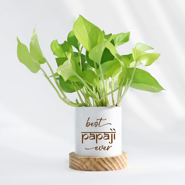 Father's Day Best Papaji Ever Money Plant With Pot