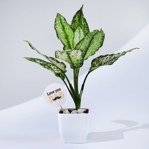 Father's Day Love You Dad Snow White Plant With Planter