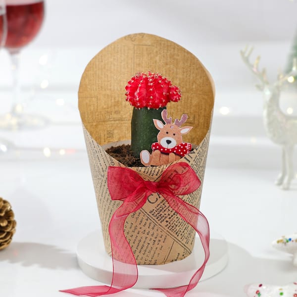 Festive Moon Cactus Christmas Gift