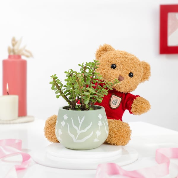 Forever Green Teddy And Jade Plant Combo