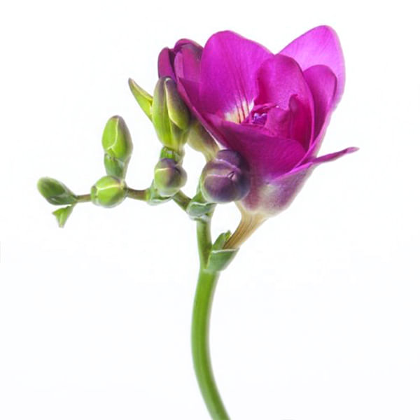 Freesia Purple Rain