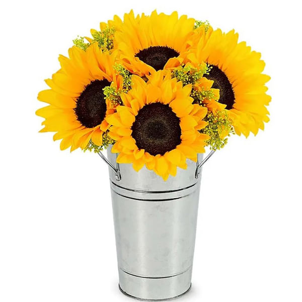 Fresh Sunflower Harvest