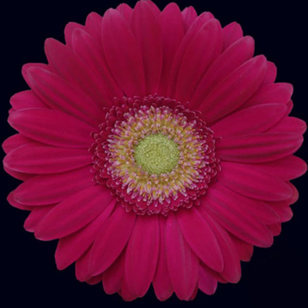 Gerbera Ambassador (Bunch of 10)