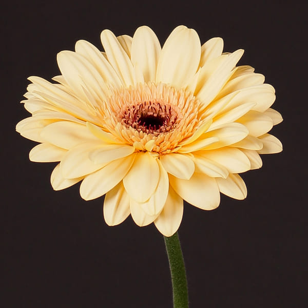 Gerbera Cream Eye (Bunch of 10)