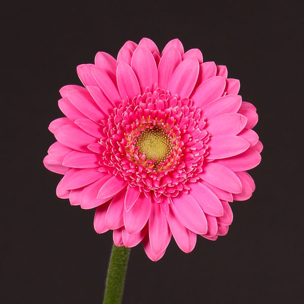 Germini Alban (Bunch of 10)