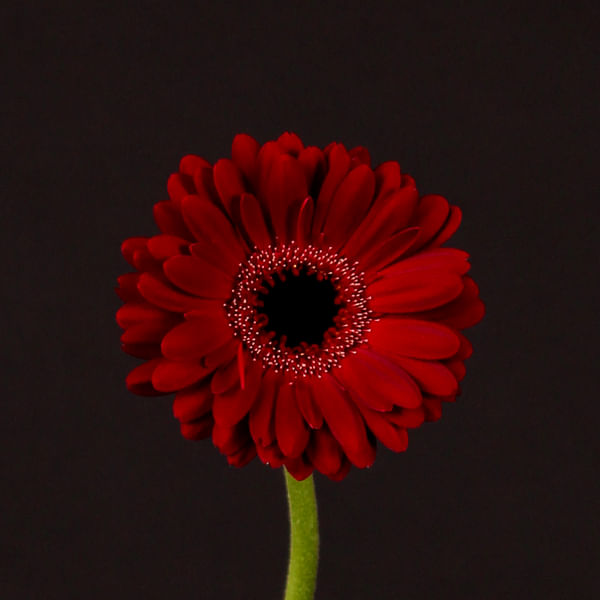 Germini Black Night (Bunch of 10)