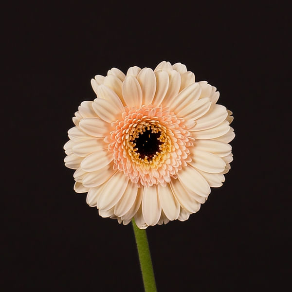 Germini Cafe (Bunch of 10)