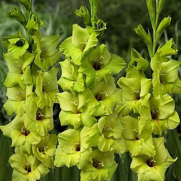 Gladiolus Miss Green (Bunch of 10)