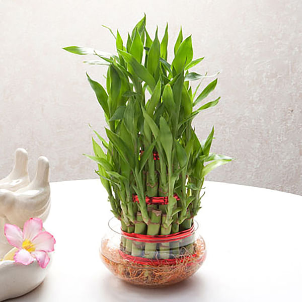 Good Luck Plant
