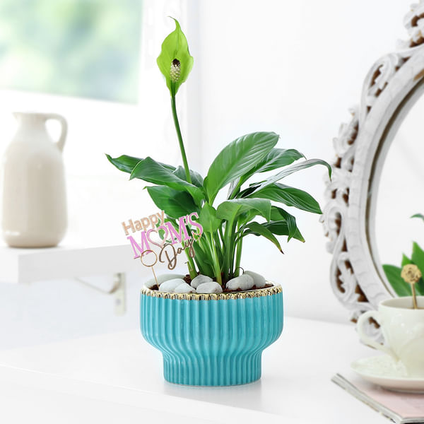 Graceful Mother's Day Peace Lily Plant