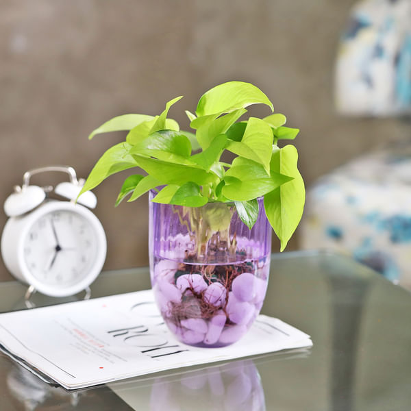 Green Abundance Golden Money Plant