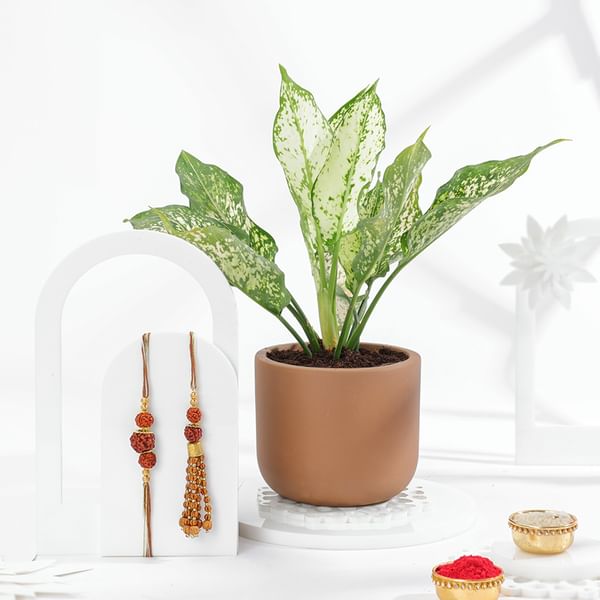 Green Blessings Bhaiya Bhabhi Rakhi Combo