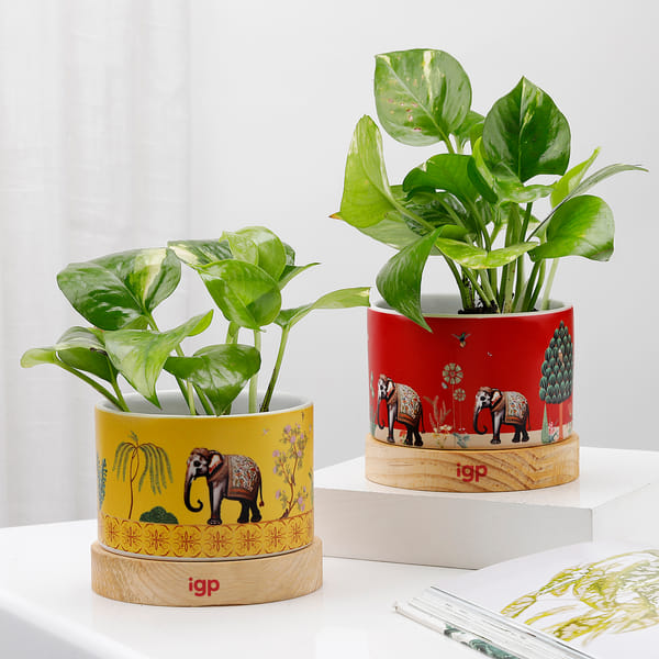Green Harmony Duo - Money Plant With Planter (Set Of 2)