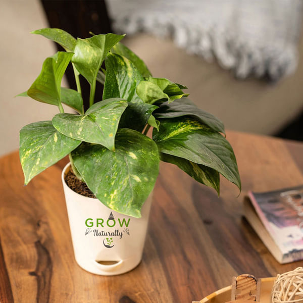 Grow and Glow Money Plant