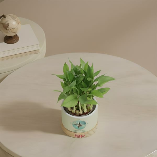 Guiding Growth Two-Layer Bamboo Plant