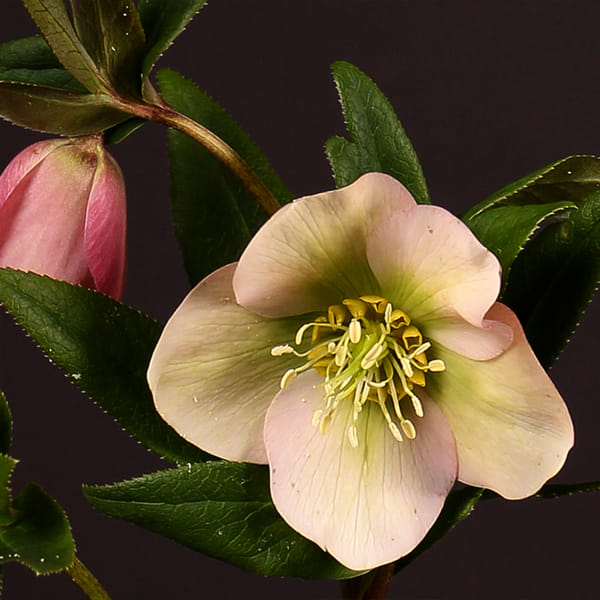 Helleborus Queens Light Pink (Bunch of 10)
