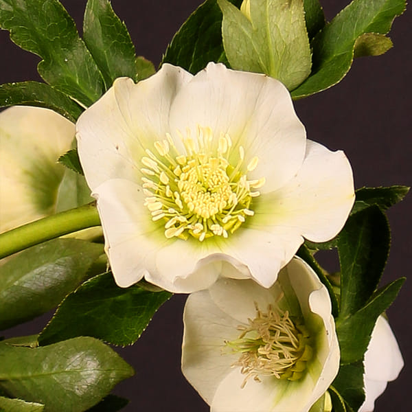 Helleborus Queens White (Bunch of 10)
